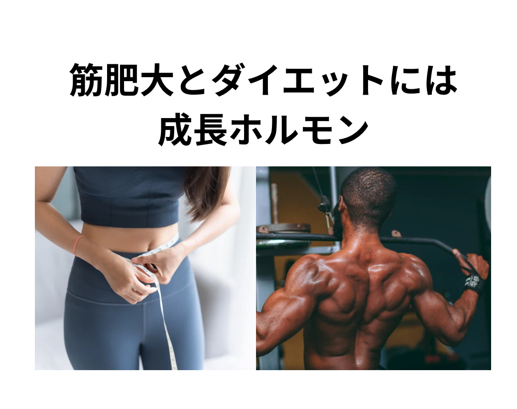 筋肥大、ダイエットには成長ホルモン